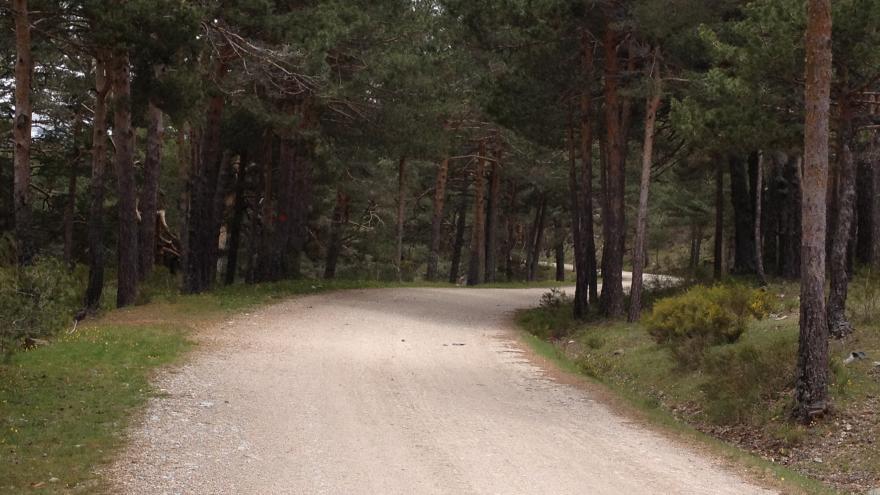 forest road
