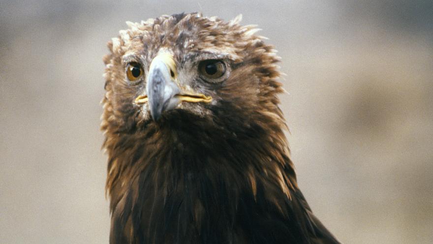 Fauna_Golden Eagle