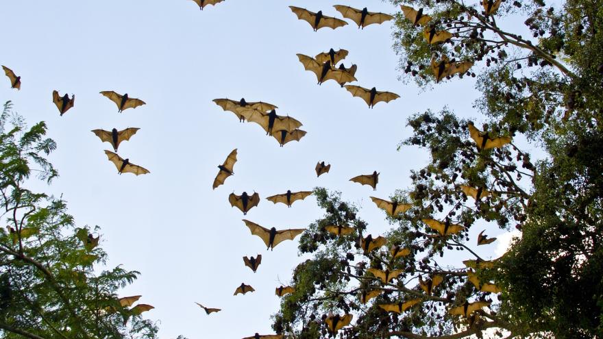 Murciélagos volando