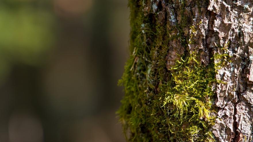 Árbol con musgo