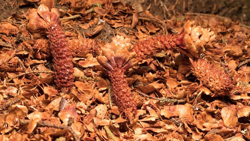 Gnawed pineapples in the forest
