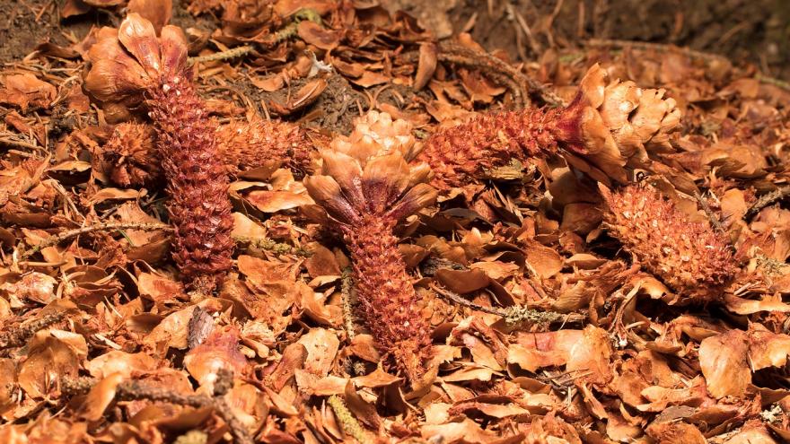 Piñas roídas en el bosque