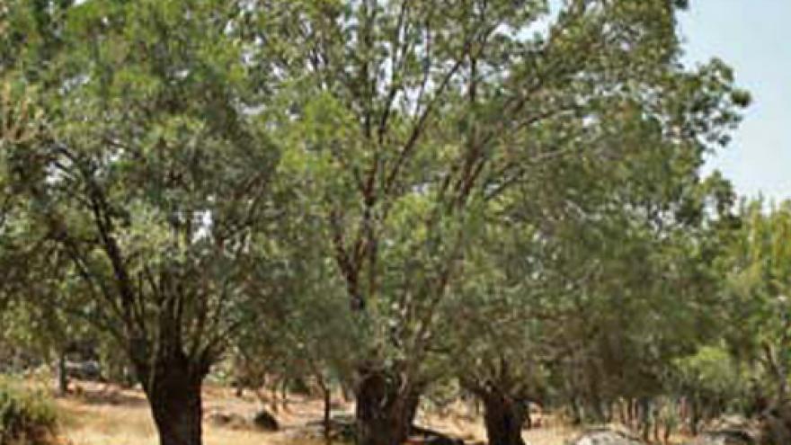 Bosque mediterráneo en la Ruta del Puente de Retamar a Colmenarejo y Galapagar en el Parque Regional del curso medio del río Guadarrama