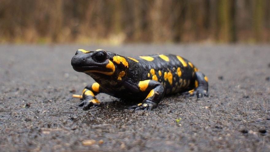 Salamandra camino