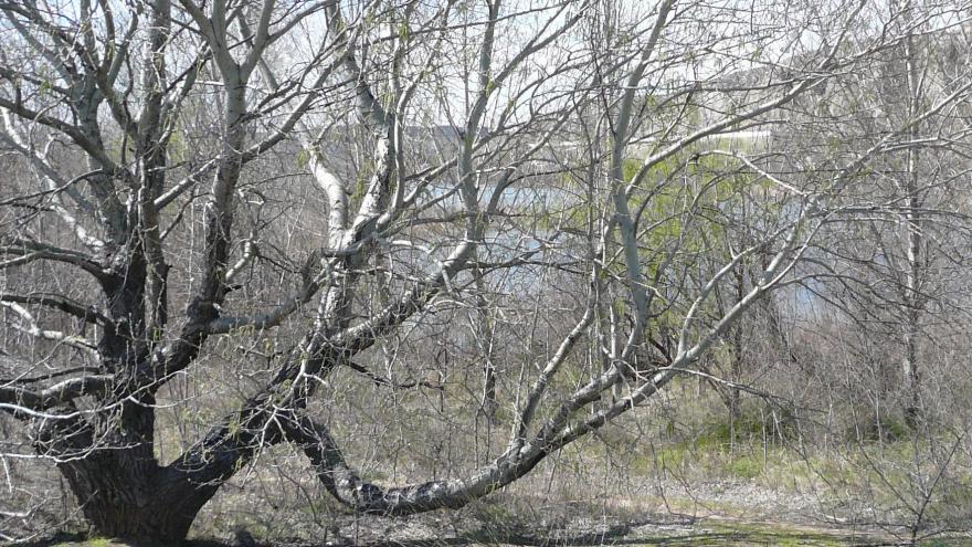 Árboles sin hojas alrededor de la laguna