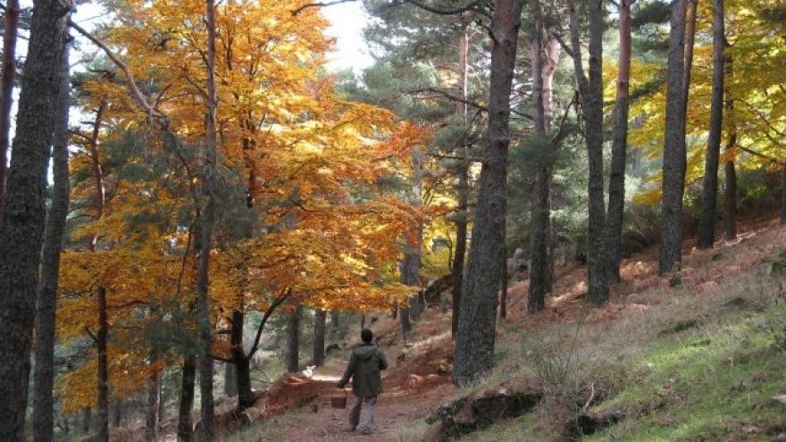Senda próxima al Centro de Educación ambiental Arboreto Luis Ceballos 