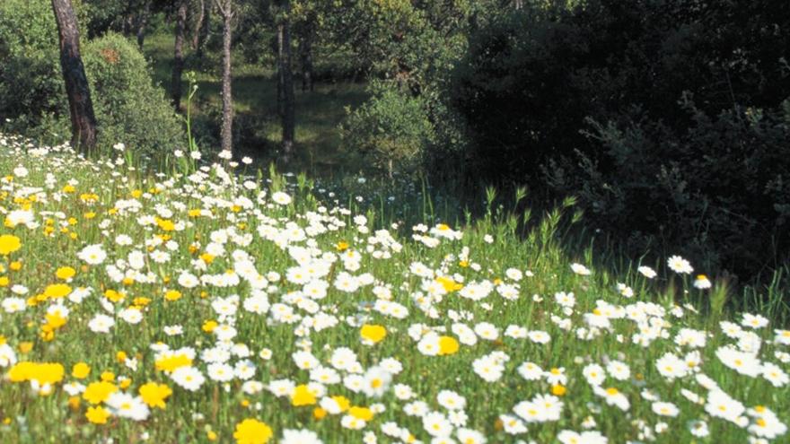 Paths of the Regional Park of the middle course of the Guadarrama River and its surroundings