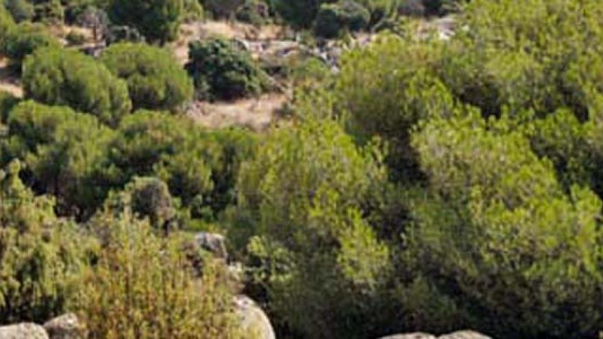 Vegetación arbustiva de la senda circular de Galapagar y Colmenarejo