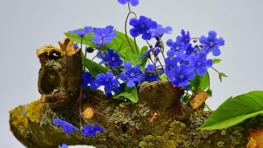 Tronco maceta flores azules
