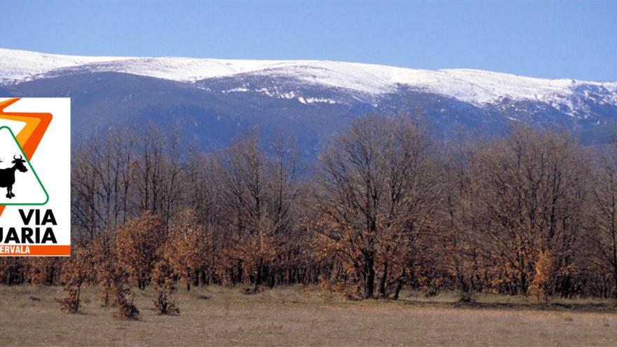 Vista panorámica de robles sin hoja con montañas nevadas al fondo