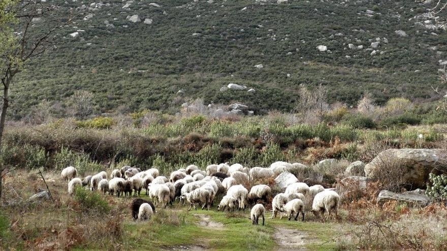 Rebaño de ovejas con la sierra de granito al fondo