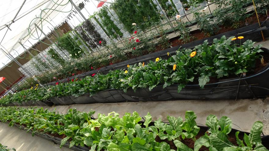 Cultivos de hortalizas en invernaderos mediante hidroponía