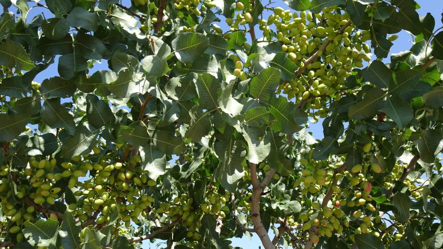 Primer plano de frutos de un árbol de pistacho