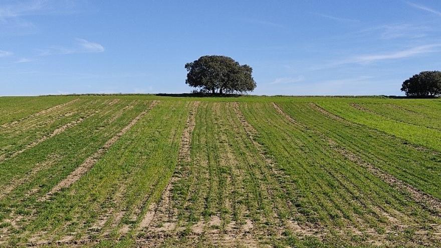 Campo de cereales con arbol al fondo