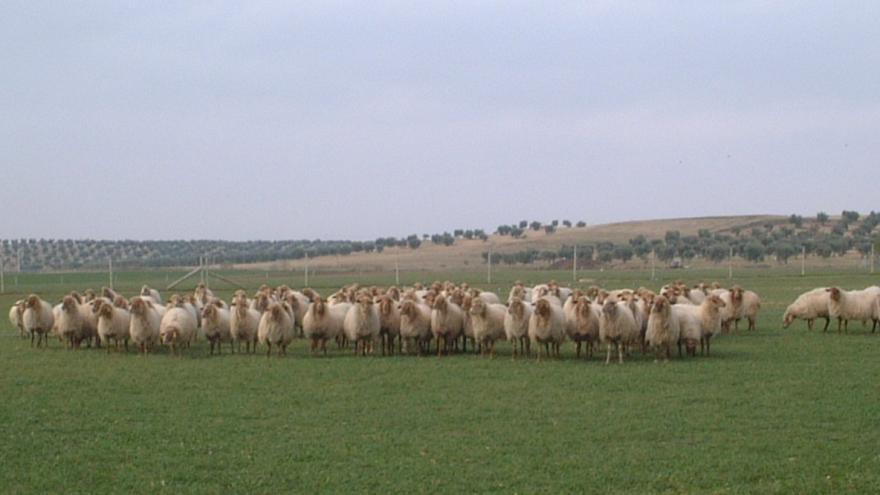 Ovejas en grupo en campo en la Chimenea