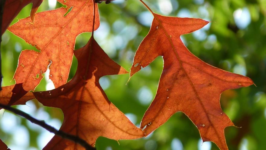 Hojas roble otoño