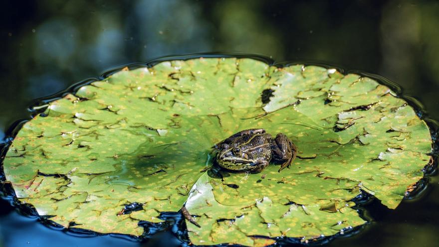 Foto rana agua