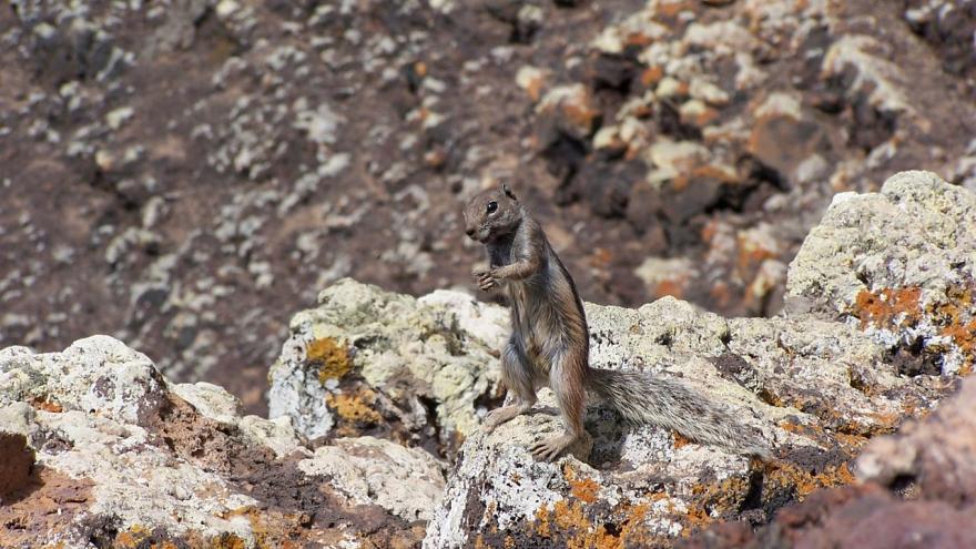 Topo y rocas