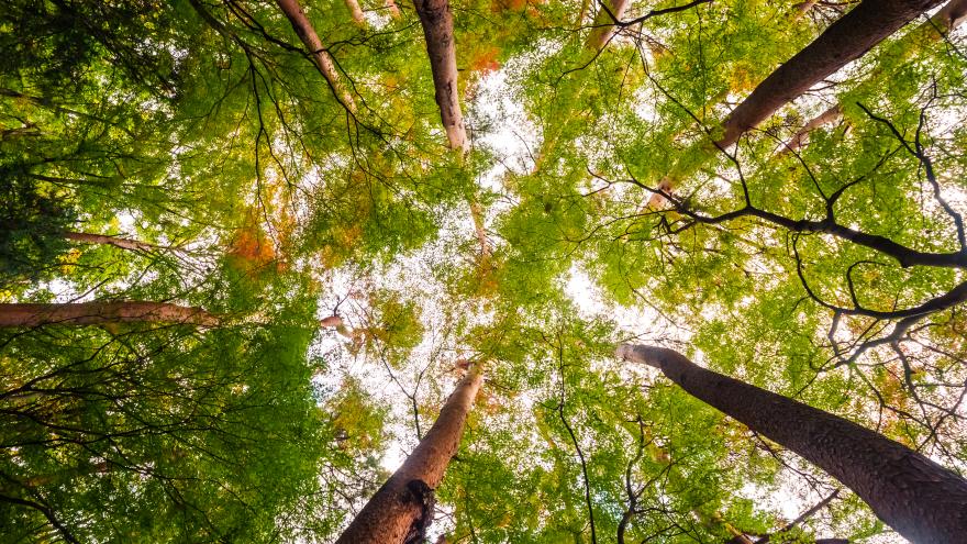 Bosque biodiversidad