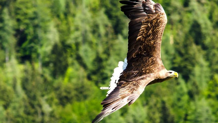 Foto Águila