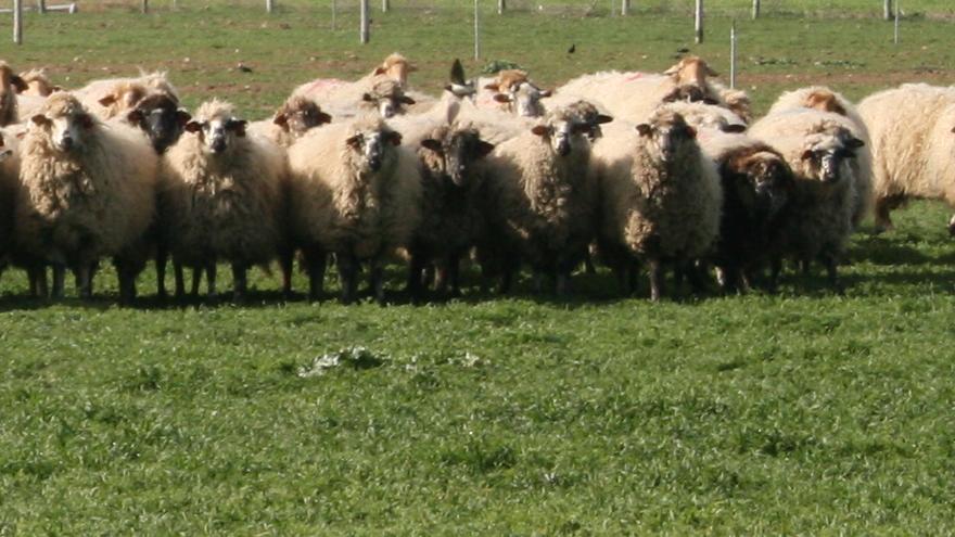 rebaño de ovejas pastando en un prado