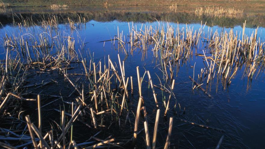 Laguna de Castrejón