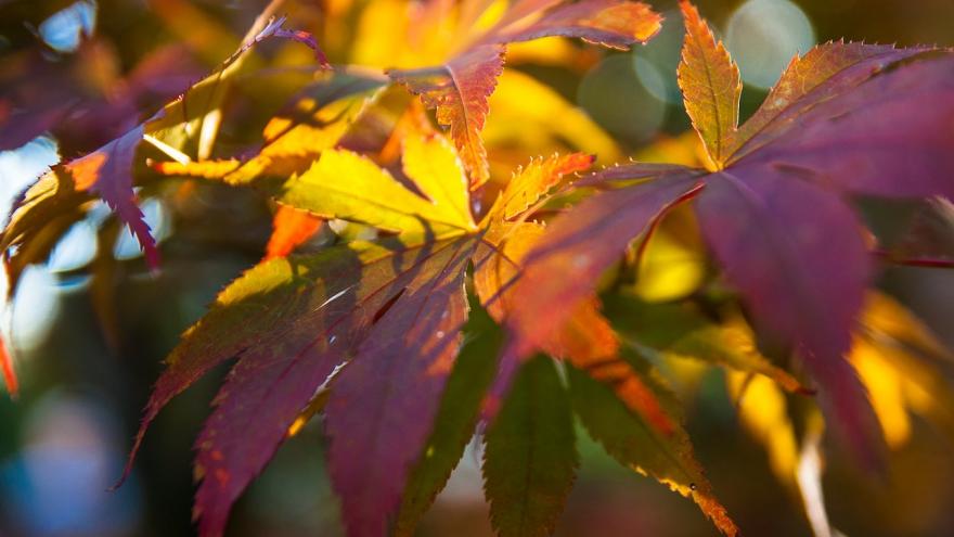 Foto colores otoño