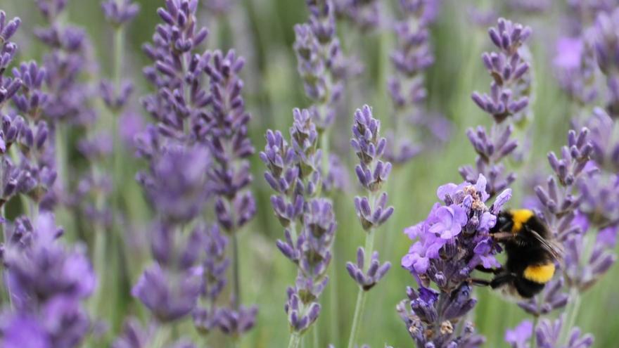 campo de lavanda y un insecto sobre una flor