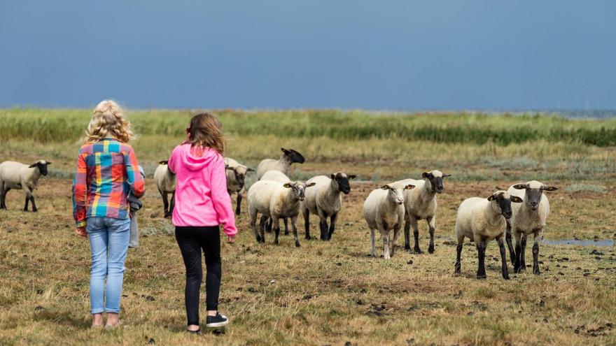 Dos niñas y ovejas en el campo