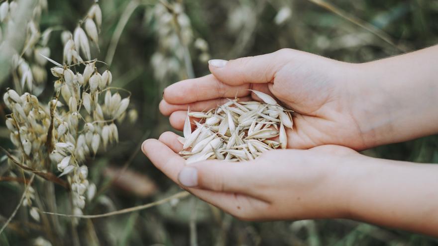 Manos sosteniendo avena en un campo de avena