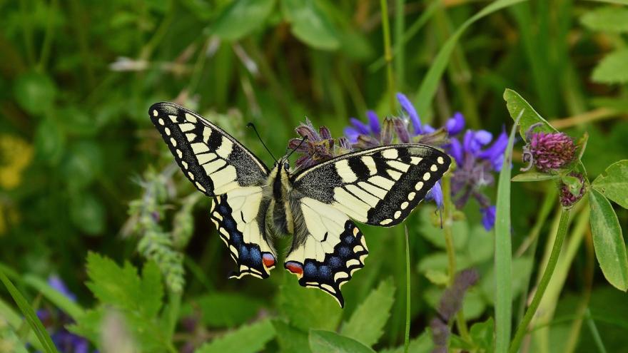 Foto mariposa