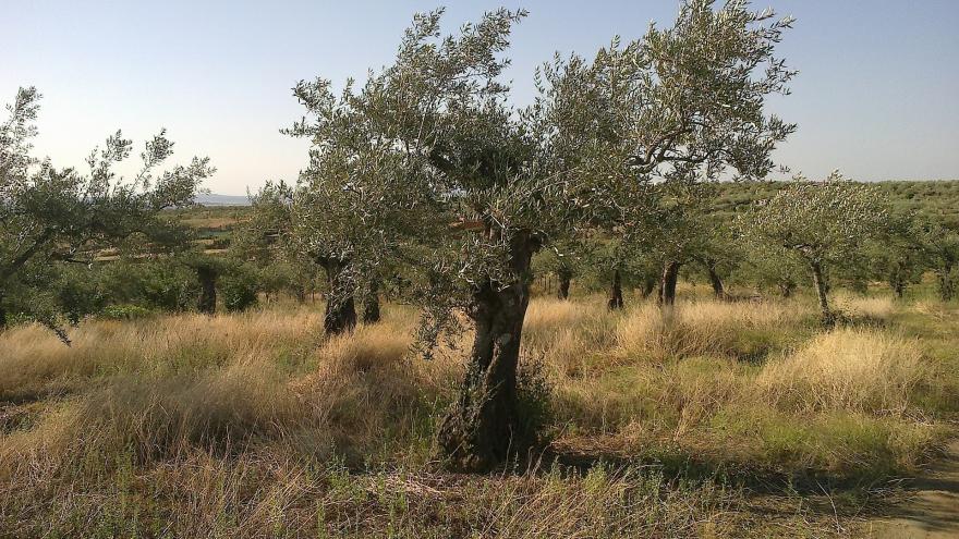 Olivar sobre suelo con vegetación silvestre