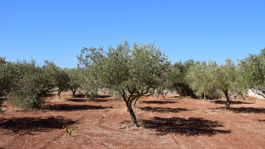 Olivos sobre suelo sin cubierta vegetal