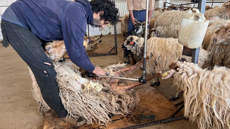 Esquilando a una oveja