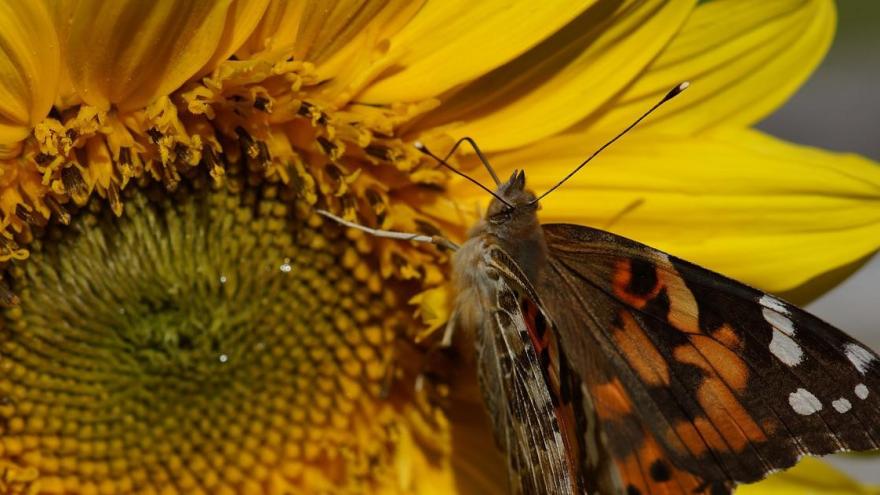 Foto mariposa flor