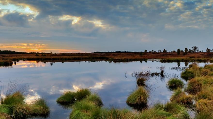 Humedal agua verde