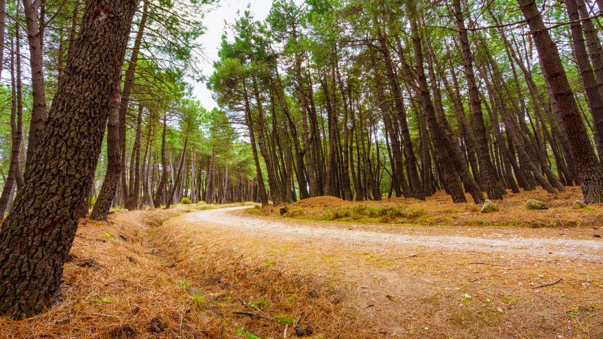 Camino de tierra entre pinos