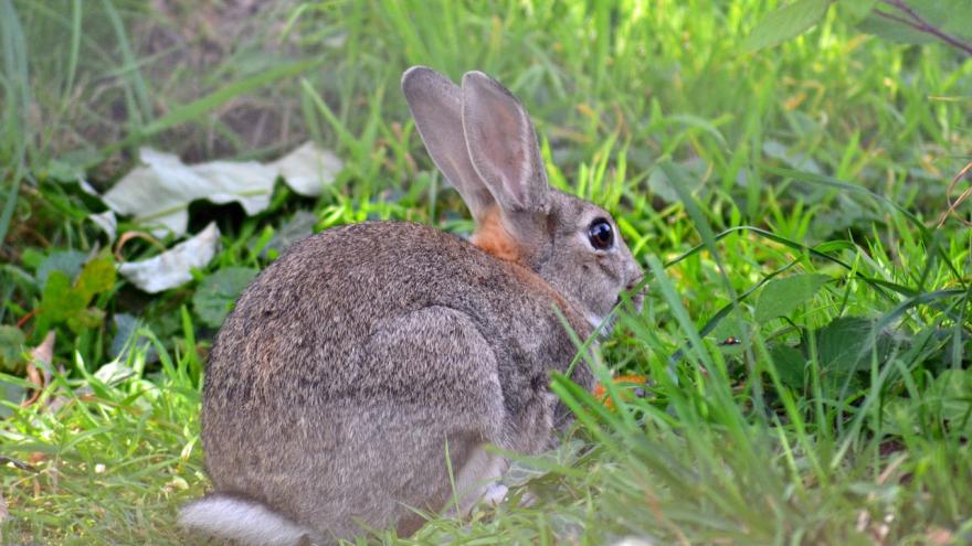 Conejo silvestre