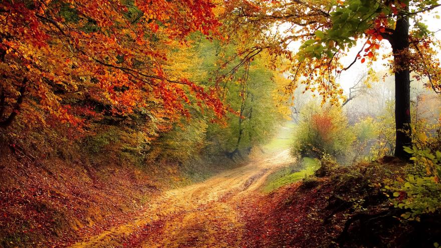 Paisaje de una camino, lleno de hojas a los lados, en medio de una montaña rodeada de arboles con tonalidad cálidos en verde, marrón, naranja