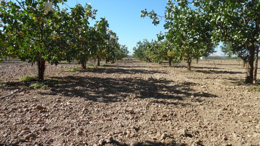 Hileras de pistachos en una plantación