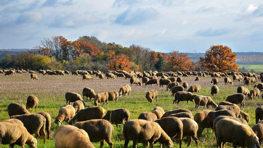 Ovejas pastando en el campo