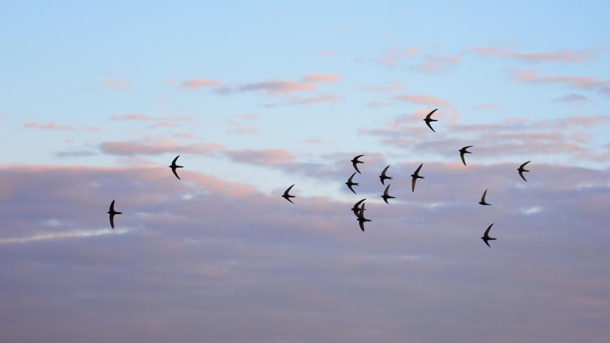 Grupo de vencejos volando sobre un cielo de verano