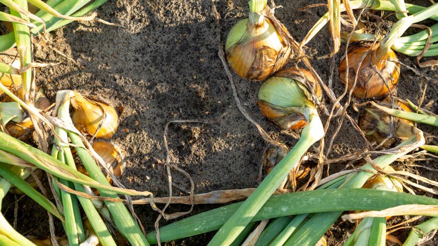 Apoyamos al sector agroalimentario regional