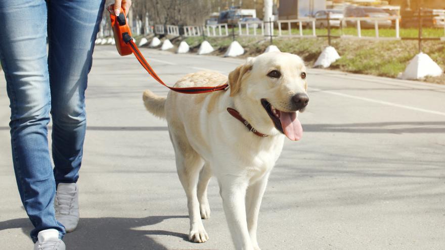 Un joven paseando a su perro
