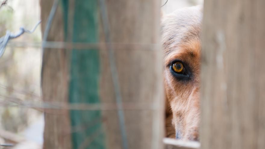 Un perro se entrevé detrás de una puerta de madera o cerca en la calle