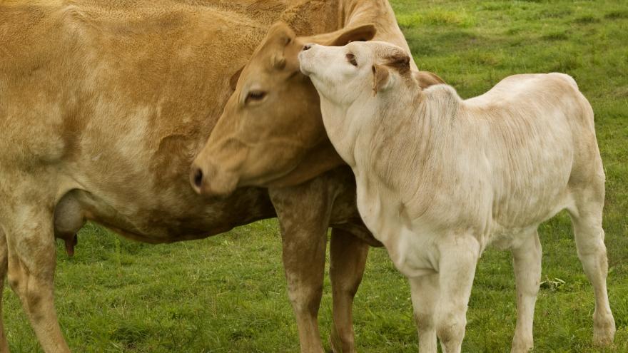 Una vaca cuidando de su ternera