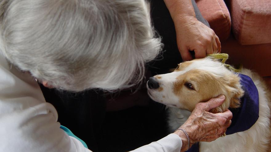 Terapia con animales