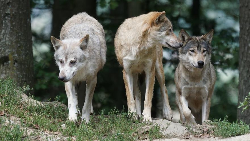 Foto manada lobos