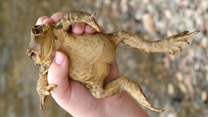 Imagen de un sapo