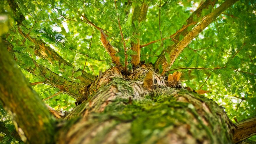 Imagen de copa de árbol vista desde abajo